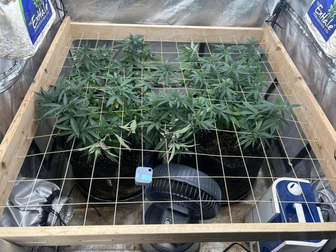 WSE - Sour Diesel. Week 19 - 6/5/26