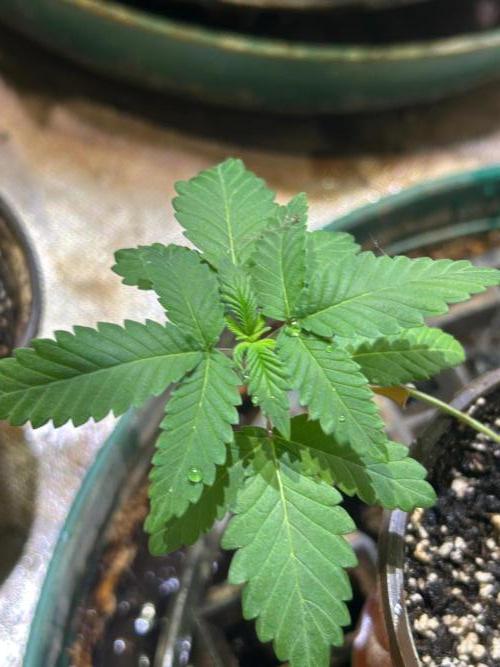 OSS - Papaya Stank. Week 3