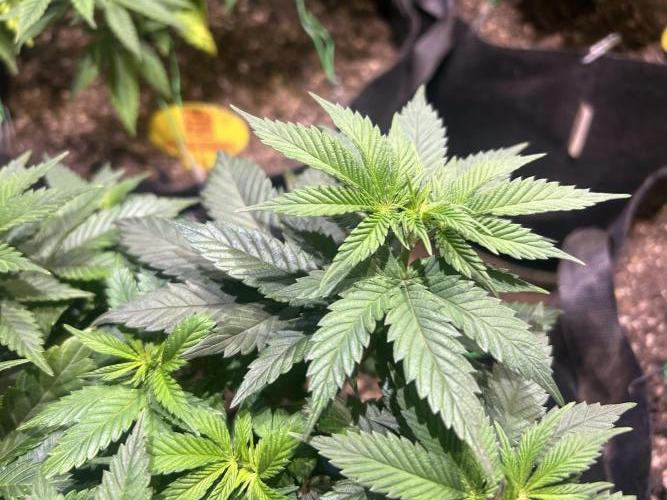 BF - Super Boof. Week 12