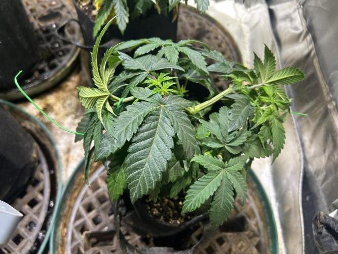 BF - RS11 x Banana OG. Week 8