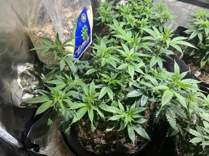 OSS - Do-Si-Dos OG. Week 12 - 11/22/25