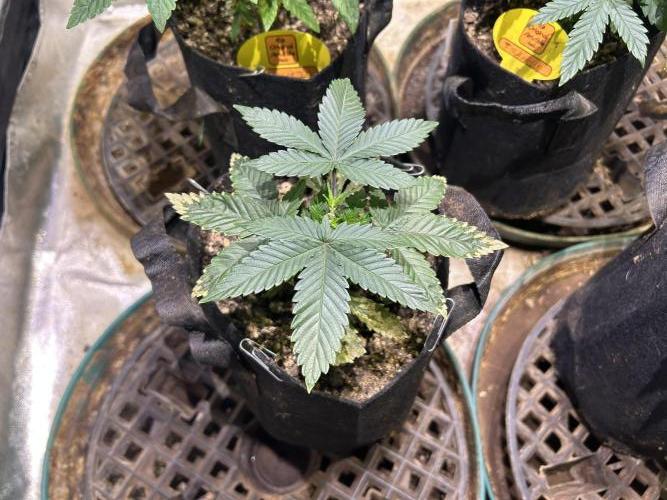 BF - Super Boof. Week 6