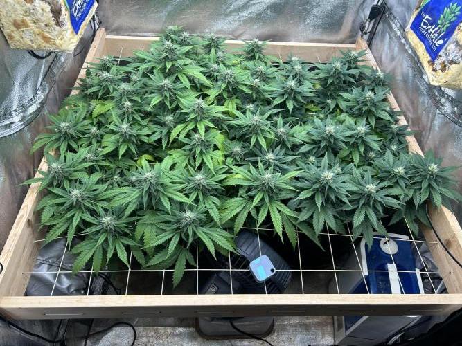 OSS - Do-Si-Dos OG. Week 19 - 1/10/26