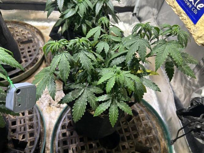 Kannabia - Pink Gelato. Week 10 - 11/8/25