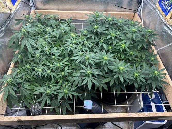 Kannabia - Pink Gelato. Week 19 - 1/10/26