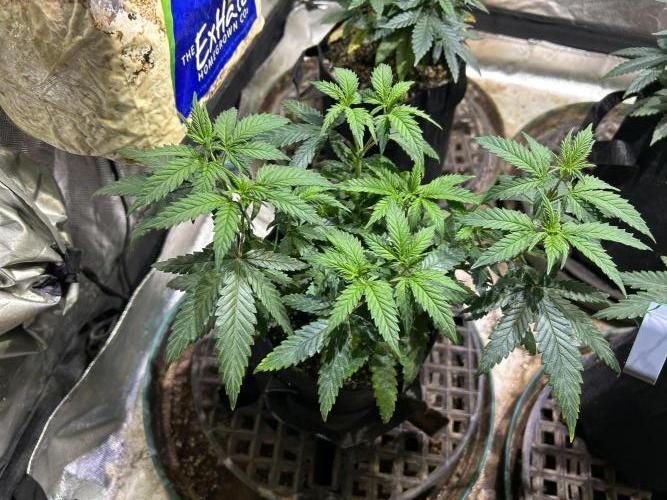 OSS - Do-Si-Dos OG. Week 9