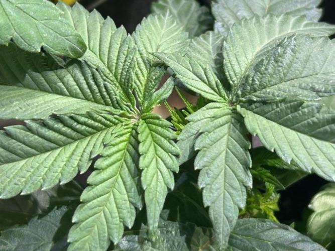 BF - Super Boof. Week 8