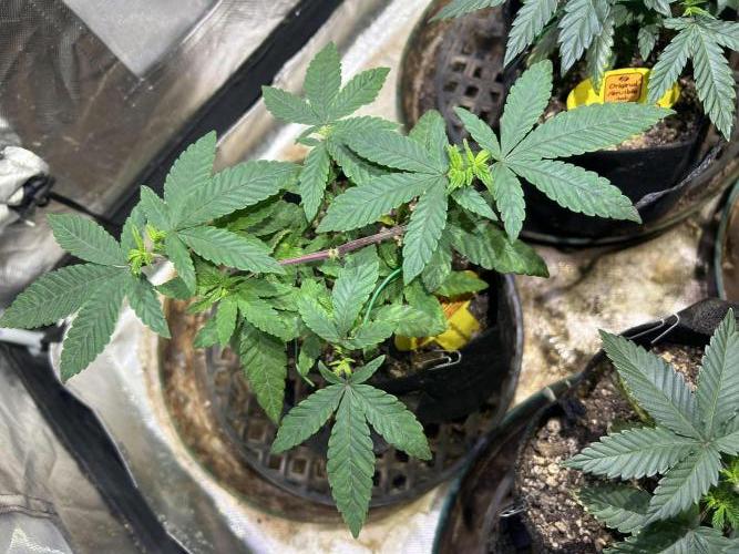 OSS - Blackwater. Week 9