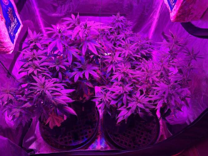 HS - Purple Kush. Week 16