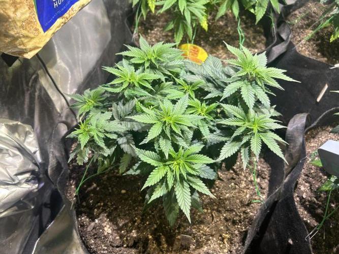 BF - Super Boof. Week 12