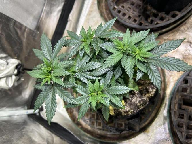 OSS - Sherbet Moonrocks. Week 9