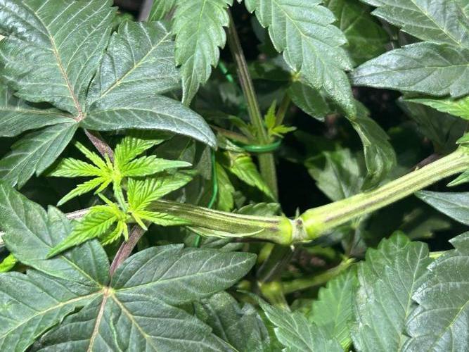 BF - RS11 x Banana OG. Week 8