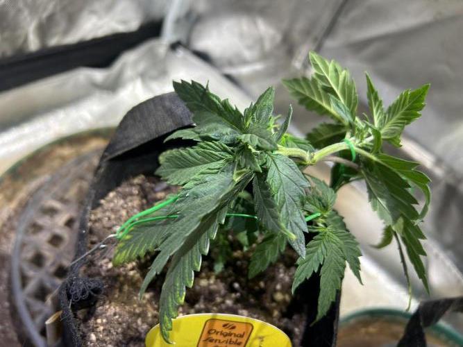 OSS - Tiramisu. Week 8