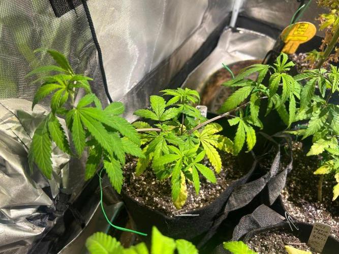 BF - Black Cherry Gushers. Week 10 - 10/17/26
