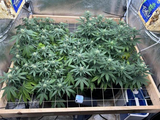 Kannabia - Pink Gelato. Week 20 - 1/17/26