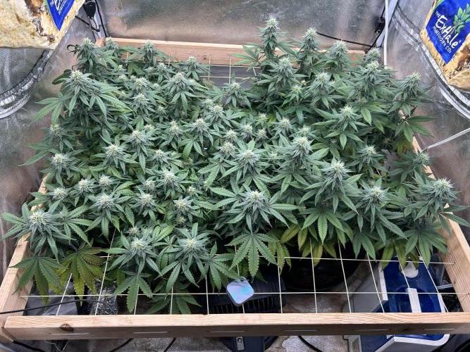 Kannabia - Pink Gelato. Week 21 - 1/24/26