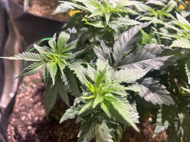 BF - Super Boof. Week 12