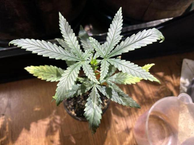 OSS - Tiramisu. Week 6