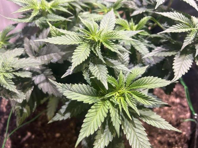 BF - Super Boof. Week 12