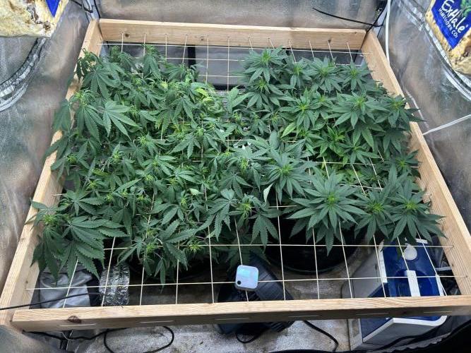 Kannabia - Pink Gelato. Week 18 - 1/3/26