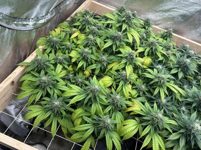 OSS - Do-Si-Dos OG. Week 20