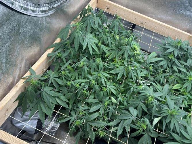 Kannabia - Pink Gelato. Week 18