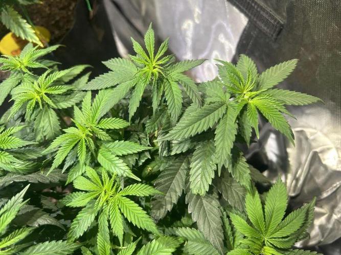 BF - RS11 x Banana OG. Week 12