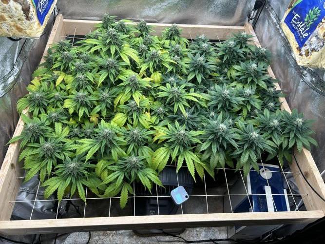 OSS - Do-Si-Dos OG. Week 20 - 1/17/26