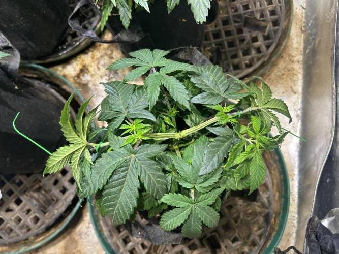 BF - RS11 x Banana OG. Week 8