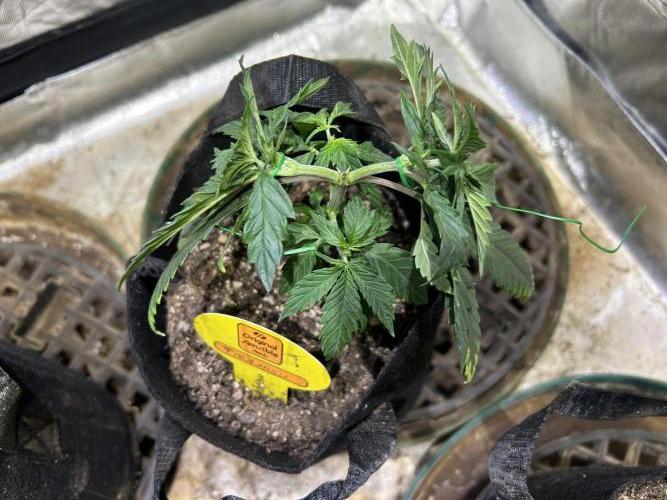 OSS - Tiramisu. Week 8