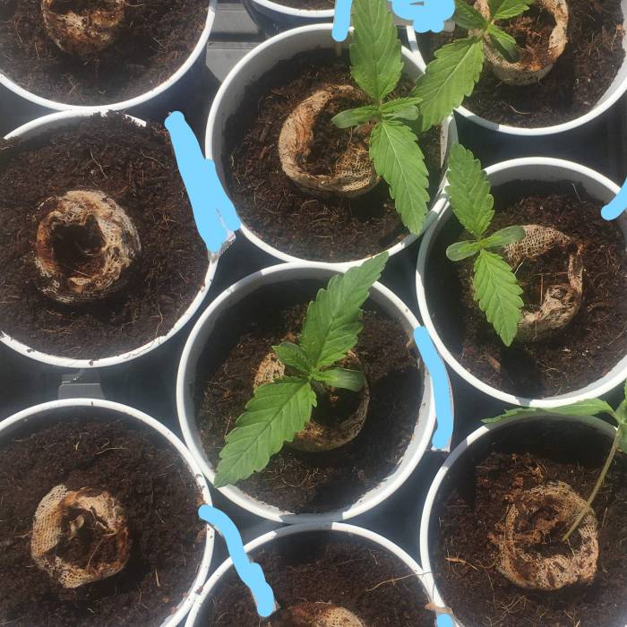 ISS/NL1 x MTF, Shoreline/Slee x Gogi OG. Week 1