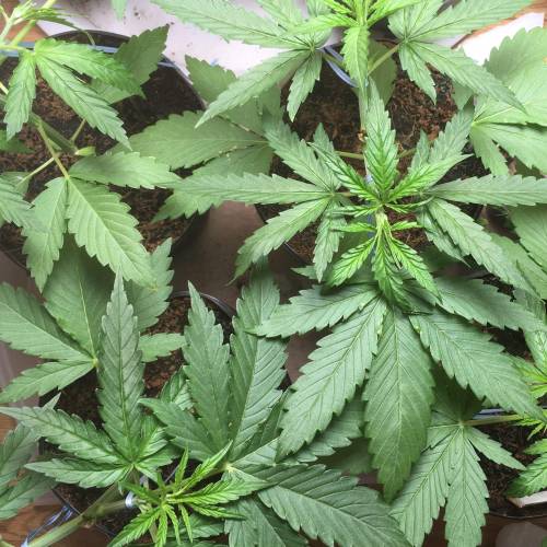 ISS/NL1 x MTF, Shoreline/Slee x Gogi OG. Week 2