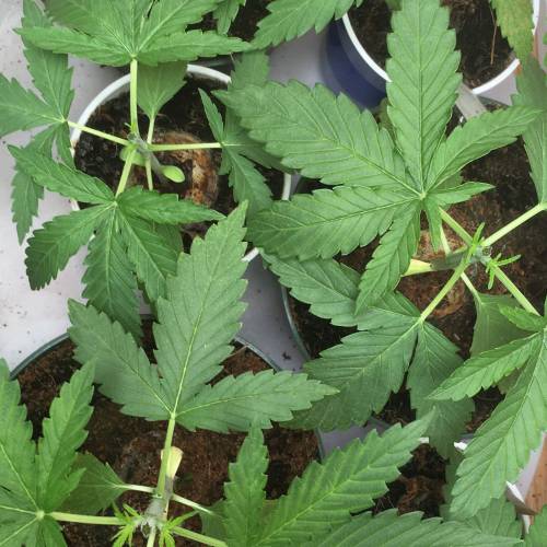 ISS/NL1 x MTF, Shoreline/Slee x Gogi OG. Week 2