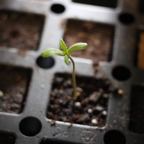 Chocolope - Feminized - Crop King Seeds. Week 1
