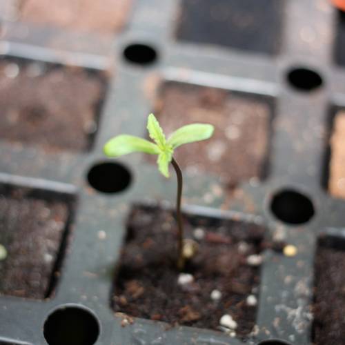 Chocolope - Feminized - Crop King Seeds. Week 1