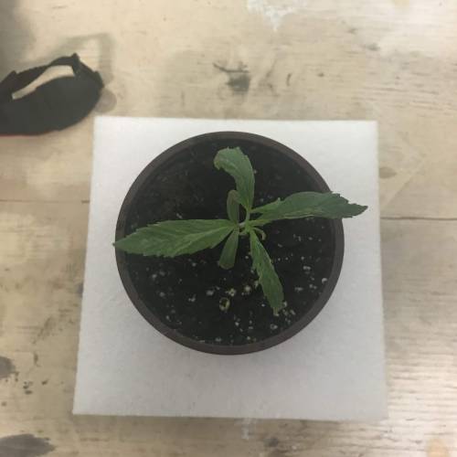 Chocolope - Feminized - Crop King Seeds. Week 2
