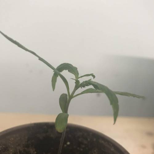 Chocolope - Feminized - Crop King Seeds. Week 2