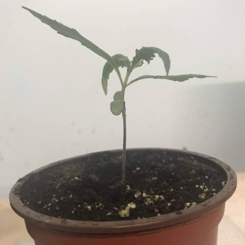 Chocolope - Feminized - Crop King Seeds. Week 2