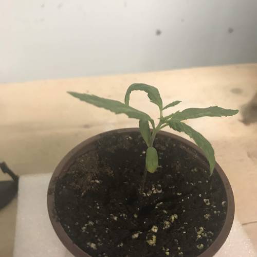Chocolope - Feminized - Crop King Seeds. Week 2