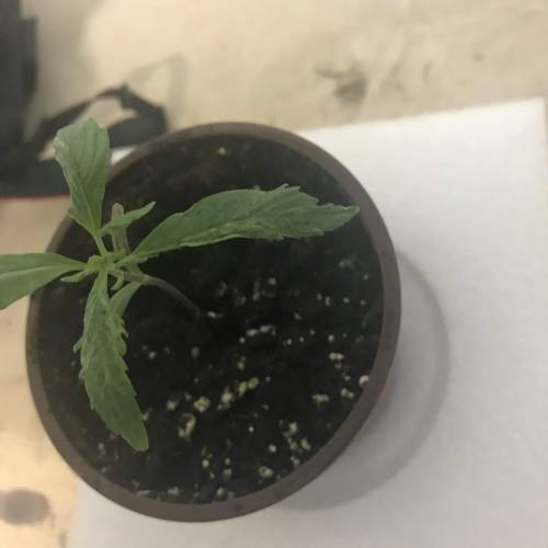 Chocolope - Feminized - Crop King Seeds. Week 2