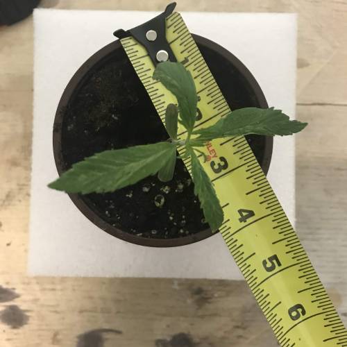 Chocolope - Feminized - Crop King Seeds. Week 2