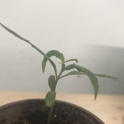 Chocolope - Feminized - Crop King Seeds. Week 2