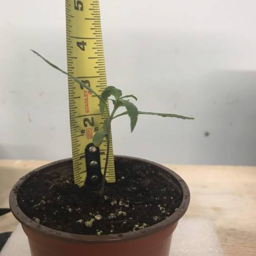 Chocolope - Feminized - Crop King Seeds. Week 2