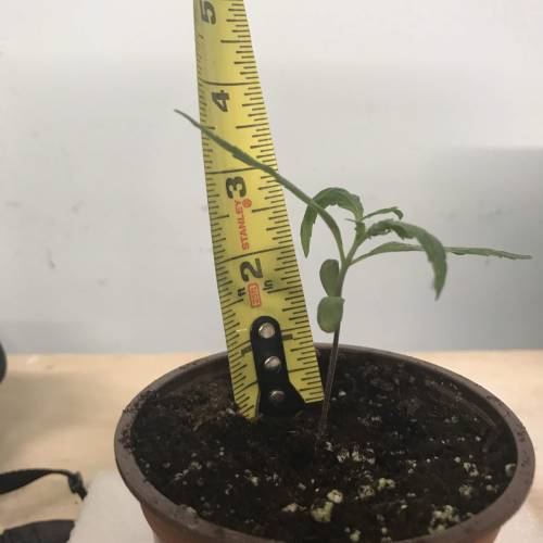 Chocolope - Feminized - Crop King Seeds. Week 2