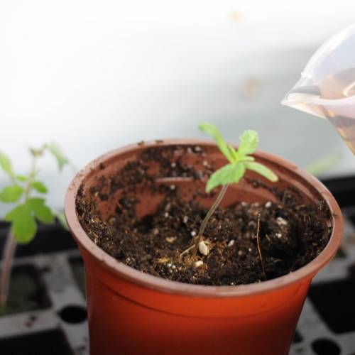 Chocolope - Feminized - Crop King Seeds. Week 2