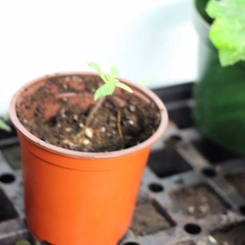 Chocolope - Feminized - Crop King Seeds. Week 2