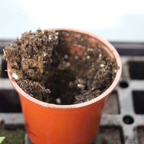 Chocolope - Feminized - Crop King Seeds. Week 2