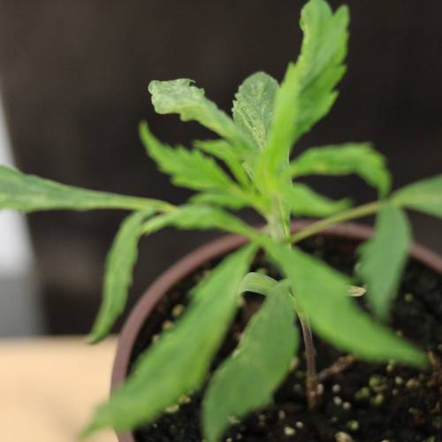 Chocolope - Feminized - Crop King Seeds. Week 3