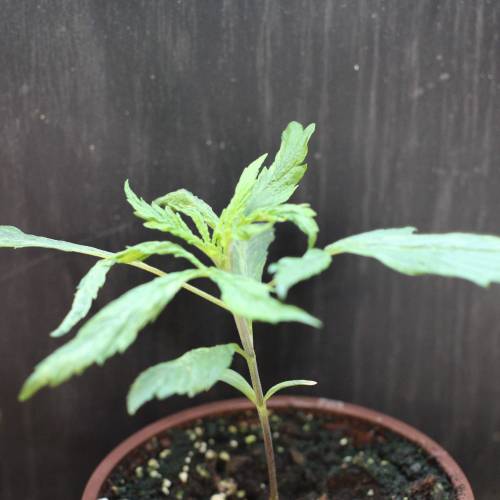 Chocolope - Feminized - Crop King Seeds. Week 3