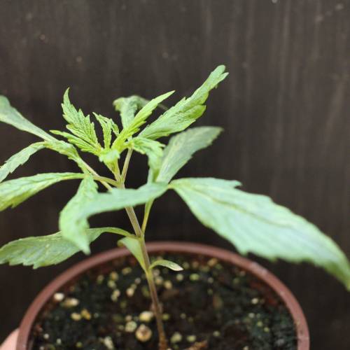 Chocolope - Feminized - Crop King Seeds. Week 3